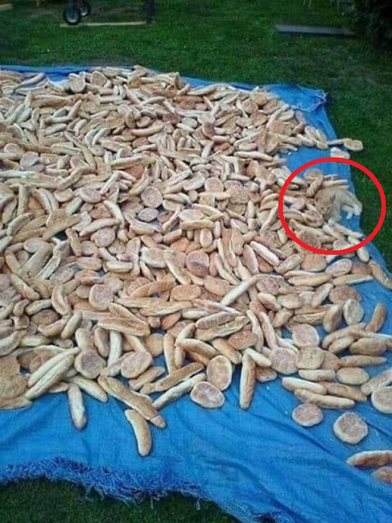 Foto hewan kamuflase kecoh mata