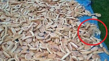 Itu kucingnya... Foto: Boredpanda