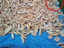 Uji Kejelian Mata Mencari Posisi Hewan Berkamuflase, Awas Terkecoh!