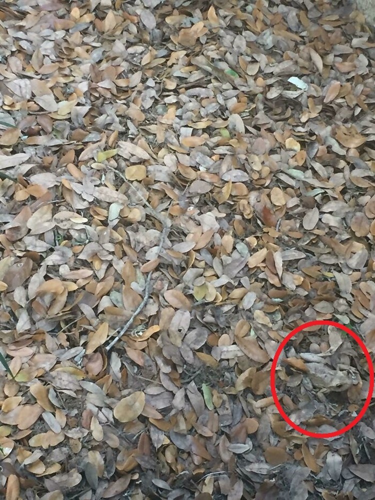 Foto hewan kamuflase kecoh mata