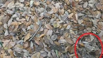 Ini dia... Foto: Boredpanda