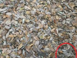 Uji Kejelian Mata Mencari Posisi Hewan Berkamuflase, Awas Terkecoh!