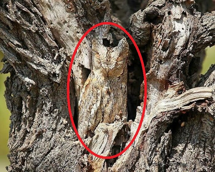 Foto hewan kamuflase kecoh mata