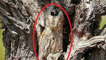 Gampang ya... Foto: Boredpanda