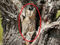 Uji Kejelian Mata Mencari Posisi Hewan Berkamuflase, Awas Terkecoh!