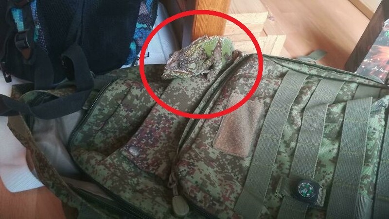 Foto hewan kamuflase kecoh mata