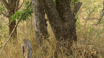 Ada macan tutul di foto ini... di manakah dia? Foto: Boredpanda