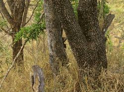 Uji Kejelian Mata Mencari Posisi Hewan Berkamuflase, Awas Terkecoh!