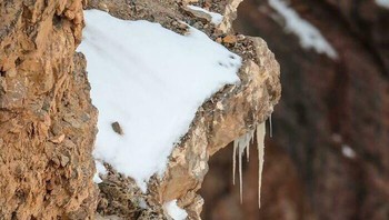 Coba cari macan snow leopard di gambar.  Foto: Boredpanda