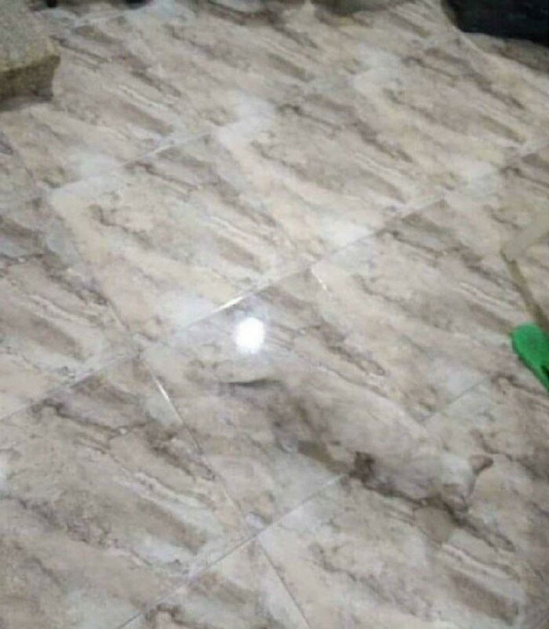 Foto hewan kamuflase kecoh mata