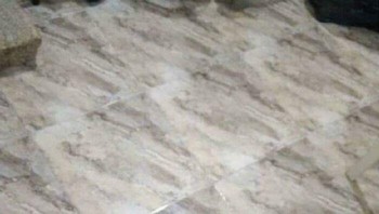 Adakah melihat kucing di lantai? Foto: Boredpanda