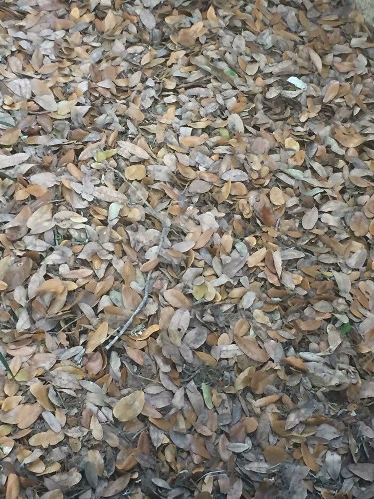Foto hewan kamuflase kecoh mata Foto hewan kamuflase kecoh mata