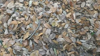 Nah kalau ini bisa tidak mencari katak di foto ini? Foto: Boredpanda