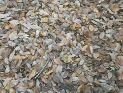 Uji Kejelian Mata Mencari Posisi Hewan Berkamuflase, Awas Terkecoh!