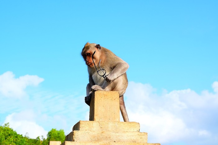 Monyet di Pura Uluwatu, Bali mengambil kacamata.