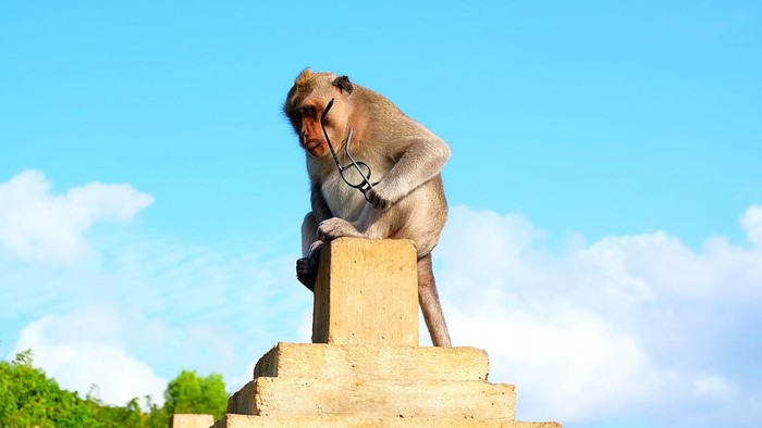 Monyet di Pura Uluwatu, Bali mengambil kacamata.
