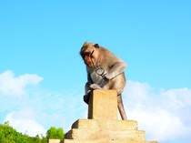 Peneliti: Monyet-monyet di Pura Uluwatu Tahu Barang yang Mahal