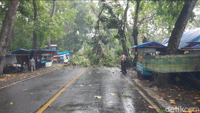 Pohon tumbang diterjang hujan disertai angin kencang di Sukabumi.