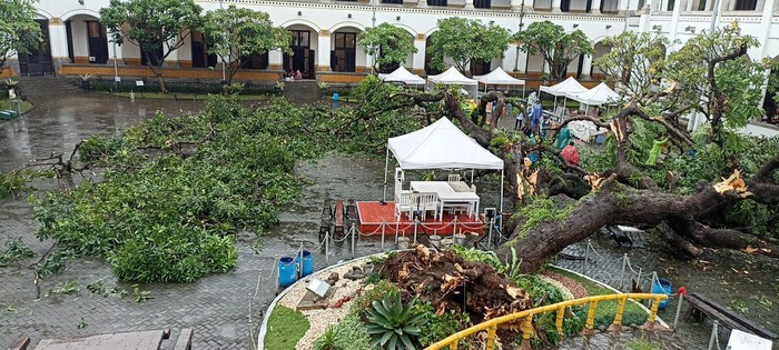 Pohon tua tumbang di Museum Lawang Sewu Semarang, Sabtu (31/12/2022).