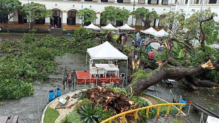 Pohon tua tumbang di Museum Lawang Sewu Semarang, Sabtu (31/12/2022).