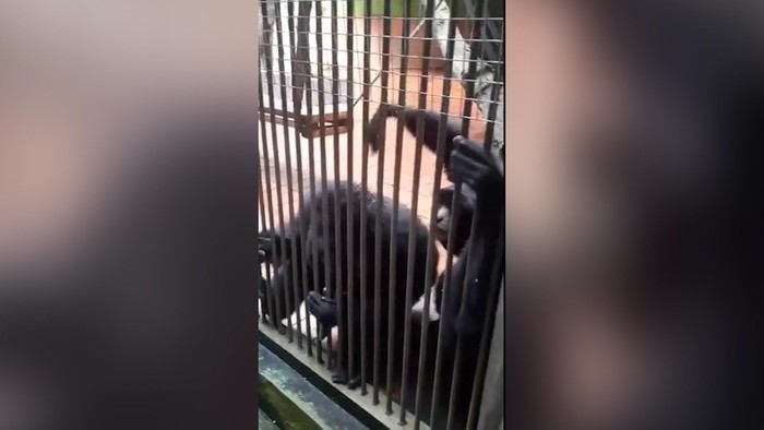 Viral HP Pengunjung Ragunan Dicuri Siamang