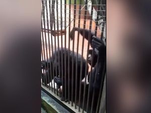 Viral! Monyet Ragunan Ini Curi HP, Muka Pengunjung Langsung Ngenes