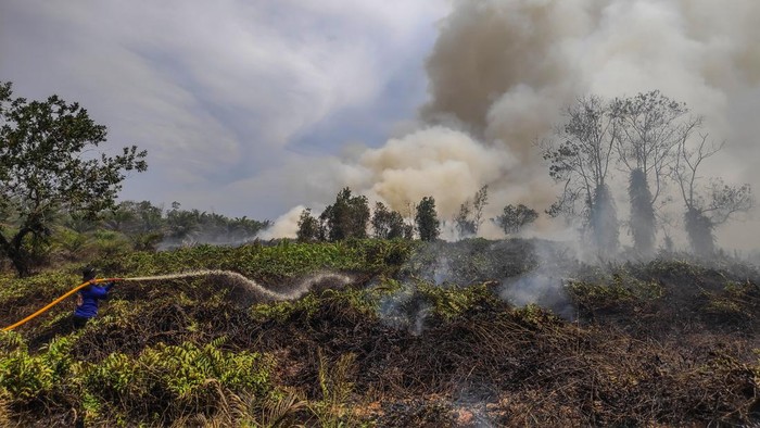 27 Hektare Hutan dan Lahan di Kotawaringin Barat Terbakar Relawan pemadam kebakaran melakukan proses pembasahan lahan gambut yang terbakar di Desa Kumpai Batu Bawah, Kotawaringin Barat, Kalimantan Tengah, Minggu (1/1/2023). Berdasarkan data BPBD setempat, kebakaran hutan dan lahan di wilayah tersebut mencapai 27 hektare lebih dan telah berlangsung selama tiga hari dengan sejumlah titik lokasi berbeda dan sebanyak 11 hektare lahan diantaranya berhasil dipadamkan oleh tim gabungan TNI, Polri, BPBD, PMI Kobar dan para relawan. ANTARA FOTO/Husein Asyari/mz/rwa.
