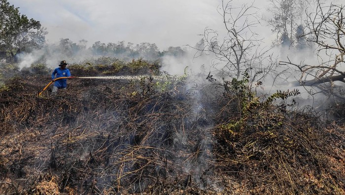 27 Hektare Hutan dan Lahan di Kotawaringin Barat Terbakar Relawan pemadam kebakaran melakukan proses pembasahan lahan gambut yang terbakar di Desa Kumpai Batu Bawah, Kotawaringin Barat, Kalimantan Tengah, Minggu (1/1/2023). Berdasarkan data BPBD setempat, kebakaran hutan dan lahan di wilayah tersebut mencapai 27 hektare lebih dan telah berlangsung selama tiga hari dengan sejumlah titik lokasi berbeda dan sebanyak 11 hektare lahan diantaranya berhasil dipadamkan oleh tim gabungan TNI, Polri, BPBD, PMI Kobar dan para relawan. ANTARA FOTO/Husein Asyari/mz/rwa.