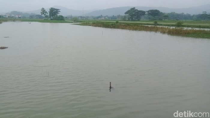 Lahan sawah di perbatasan Klaten-Gunungkidul terendam, Minggu (1/1/2023).