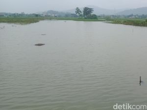 Sawah di Klaten Ini Selalu Terendam Saat Hujan, Kades: Sejak 50 Tahun Lalu