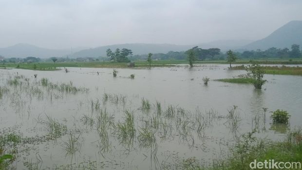 Lahan sawah di perbatasan Klaten-Gunungkidul terendam, Minggu (1/1/2023).