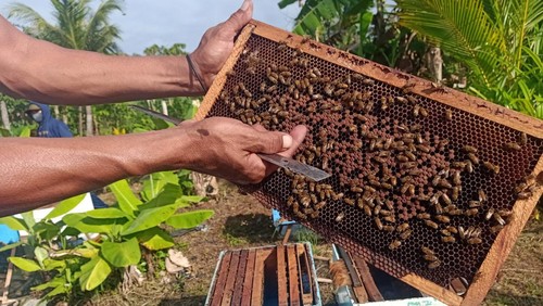 Panen madu Kelompok Tani Lebah Madu Buana Sari, Banjar Samblong, Desa Yehsumbul, Kecamatan Mendoyo, Kabupaten Jembrana, Bali, Minggu (1/1/2023).