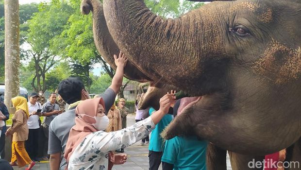 Pengunjung pertama tahun 2023 di Candi Borobudur mendapatkan kejutan dari pengelola. Mereka disambut dua ekor gajah, Minggu (1/1/2023).
