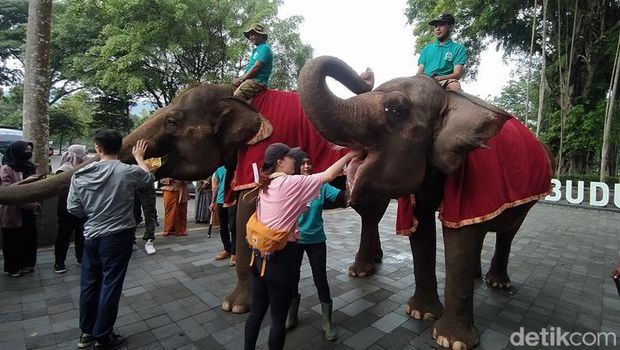 Pengunjung pertama tahun 2023 di Candi Borobudur mendapatkan kejutan dari pengelola. Mereka disambut dua ekor gajah, Minggu (1/1/2023).