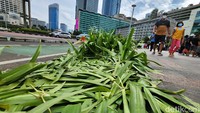 Tanaman tersebut rusak akibat terinjak-injak warga yang merayakan pergantian tahun baru 2022-2023.
