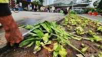 Petugas mengukur panjang taman yang rusak.