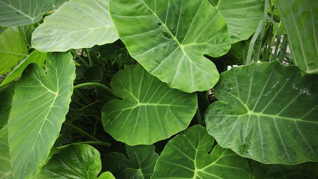 fresh elephant ear leaf