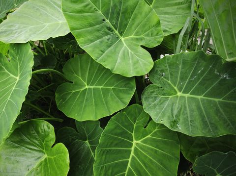 fresh elephant ear leaf