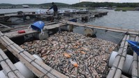Menurut peternak, ribuan ekor ikan keramba jenis nila dan mas tersebut mati karena perubahan cuaca upwelling atau fenomena air dingin.  