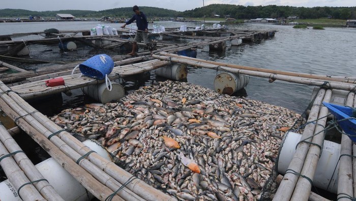 60 Ton Ikan di Waduk Kedung Ombo Boyolali Mati, Ada Apa? Peternak ikan keramba Waduk Kedung Ombo memindahkan ikan yang mati di Bulu Serang, Wonoharjo, Kemusu, Boyolali, Jawa Tengah, Minggu (1/1/2023). Menurut petani, ribuan ekor ikan keramba jenis nila dan mas tersebut mati karena perubahan cuaca