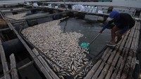 Akibatnya para peternak rugi hingga miliaran rupiah.  
