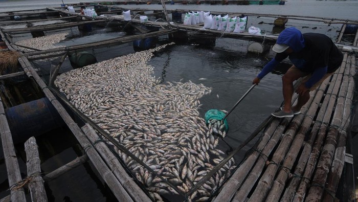 Peternak ikan keramba Waduk Kedung Ombo memindahkan ikan yang mati di Bulu Serang, Wonoharjo, Kemusu, Boyolali, Jawa Tengah, Minggu (1/1/2023).  Menurut petani, ribuan ekor ikan keramba jenis nila dan mas tersebut mati karena perubahan cuaca 
