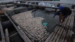 60 Ton Ikan di Waduk Kedung Ombo Boyolali Mati, Ada Apa?