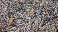 Dinas Peternakan dan Perikanan Boyolali mendata hingga Minggu (1/1/2023) pukul 18.00 WIB, tercatat 60 ton ikan di waduk itu mati.  