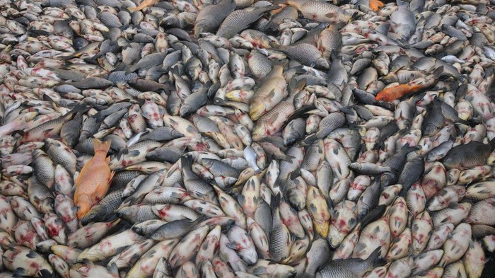 Peternak ikan keramba Waduk Kedung Ombo memindahkan ikan yang mati di Bulu Serang, Wonoharjo, Kemusu, Boyolali, Jawa Tengah, Minggu (1/1/2023).  Menurut petani, ribuan ekor ikan keramba jenis nila dan mas tersebut mati karena perubahan cuaca 