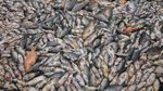 60 Ton Ikan di Waduk Kedung Ombo Boyolali Mati, Ada Apa?
