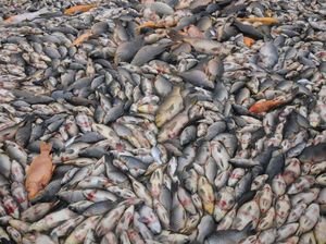 Puluhan Ton Ikan di Waduk Kedung Ombo Mati, Petani Keramba Sragen Merugi