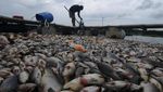 60 Ton Ikan di Waduk Kedung Ombo Boyolali Mati, Ada Apa?
