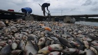 Peternak ikan keramba Waduk Kedung Ombo memindahkan ikan yang mati di Bulu Serang, Wonoharjo, Kemusu, Boyolali, Jawa Tengah, Minggu (1/1/2023).   