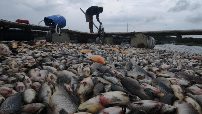 60 Ton Ikan di Waduk Kedung Ombo Boyolali Mati, Ada Apa? Peternak ikan keramba Waduk Kedung Ombo memindahkan ikan yang mati di Bulu Serang, Wonoharjo, Kemusu, Boyolali, Jawa Tengah, Minggu (1/1/2023). Menurut petani, ribuan ekor ikan keramba jenis nila dan mas tersebut mati karena perubahan cuaca